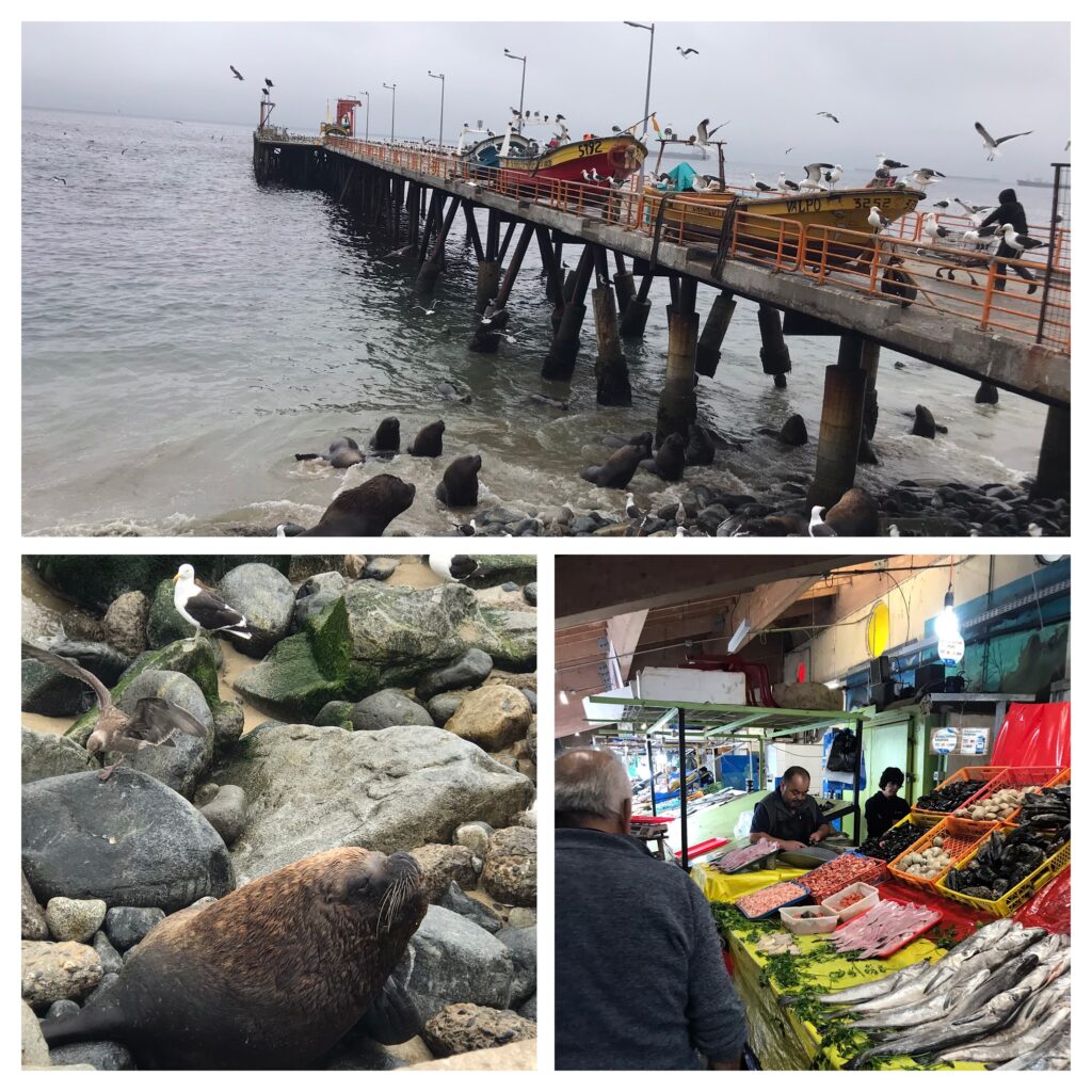 Sea lions near Valaparaiso