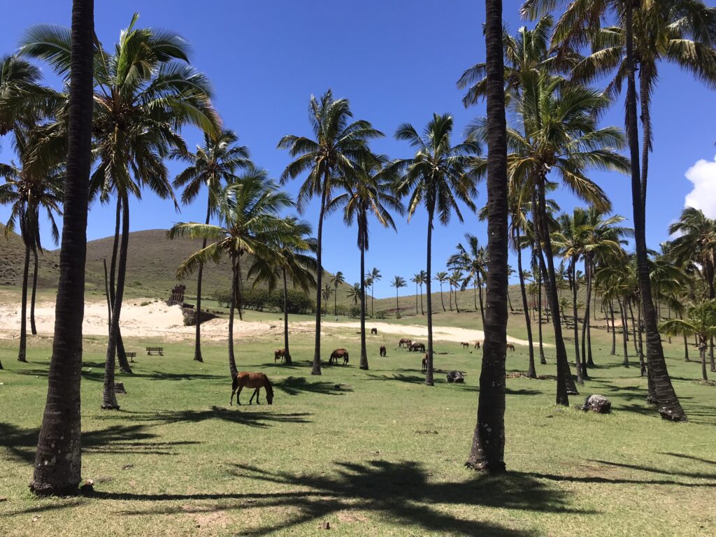 Horses and palm trees near Anakena Beach on Easter Island