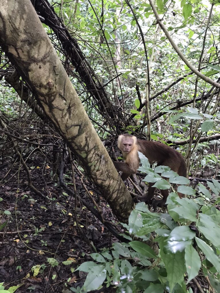 Monkeys in Tayrona Park in Colombia