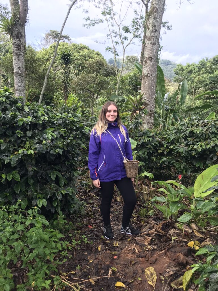 Picking coffee beans at a coffee farm near Salento