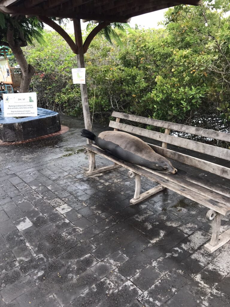 A sea lion on a bench in the Galapagos