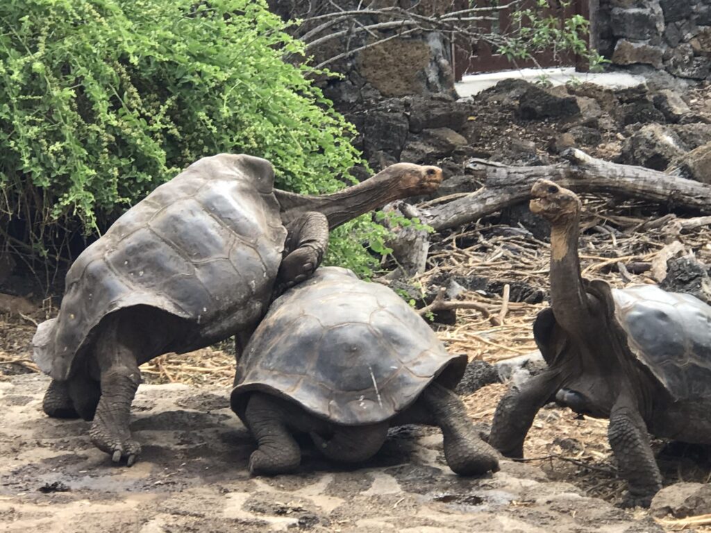 Tortoises fighting at the Charles Darwin Research Centre