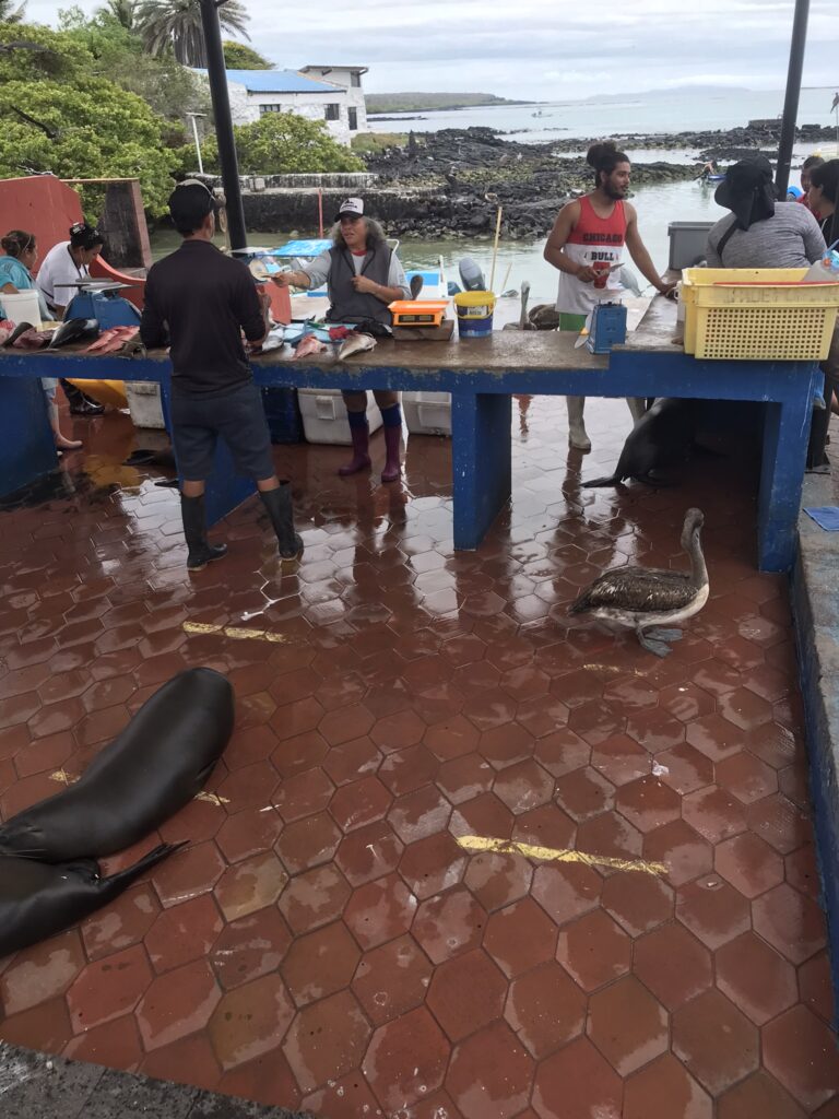 The fish market at Puerto Ayora