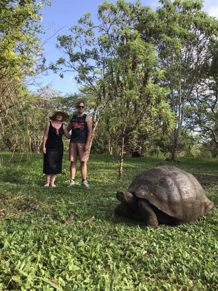 A giant tortoise in the Galapagos