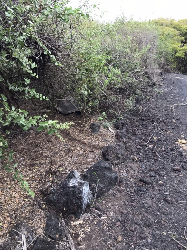 A giant Galapagos tortoise in a bush