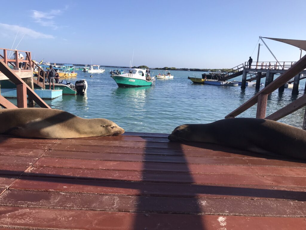 Sea lions on the pier in the Galapagos