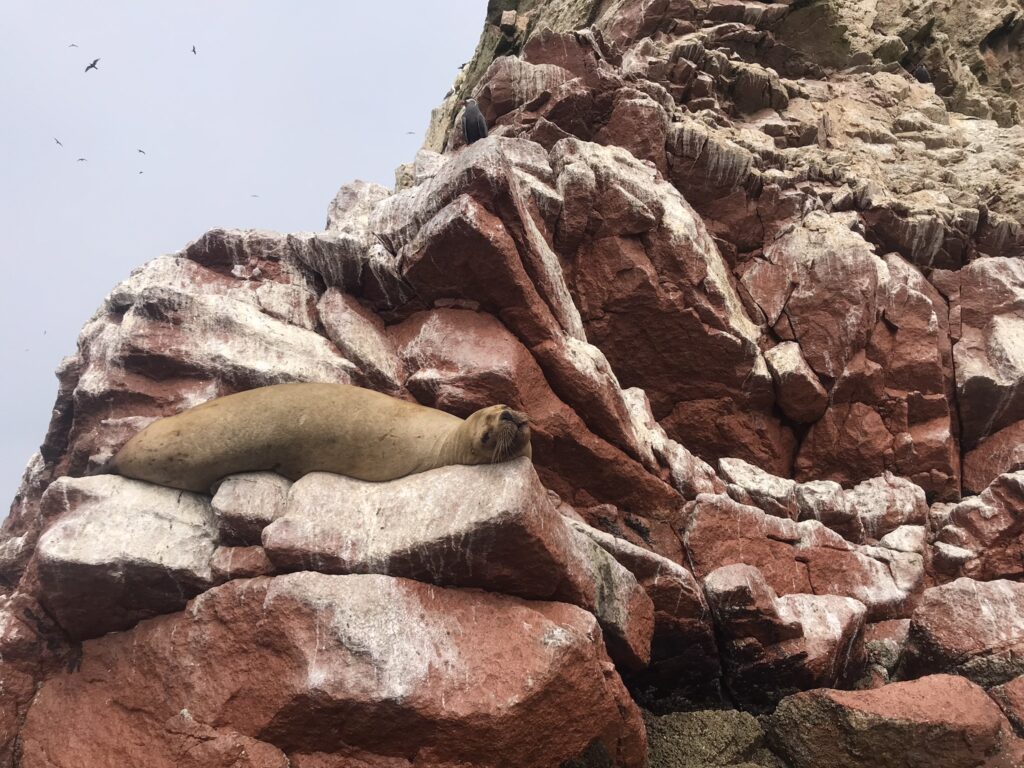 A sea lion at the Ballestas Islands in Peru