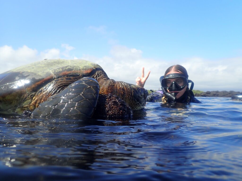 A sea turtle in the Galapagos Islands