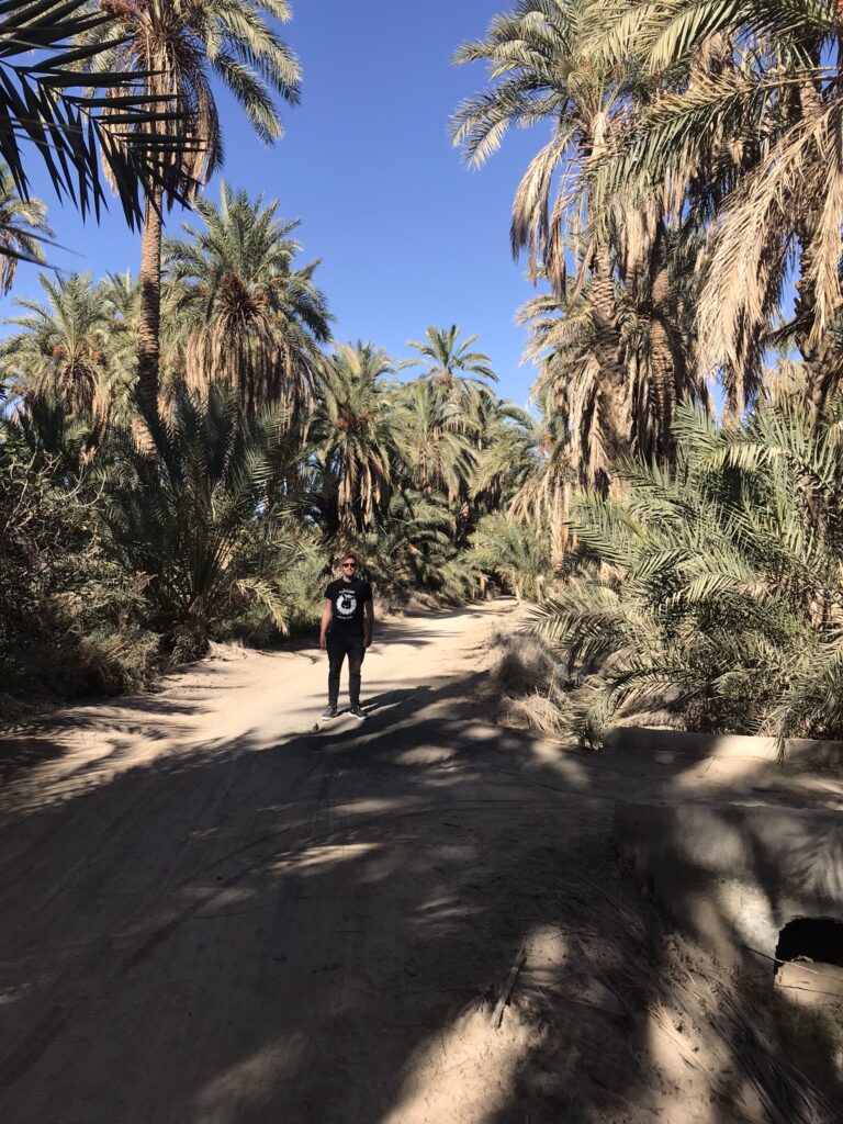 Date palms near Tozeur in Tunisia