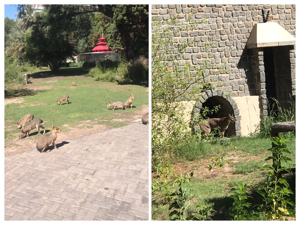 Animals at the ecoparque in Buenos Aires