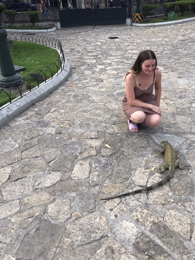 An iguana in Park Seminario in Guauaquil