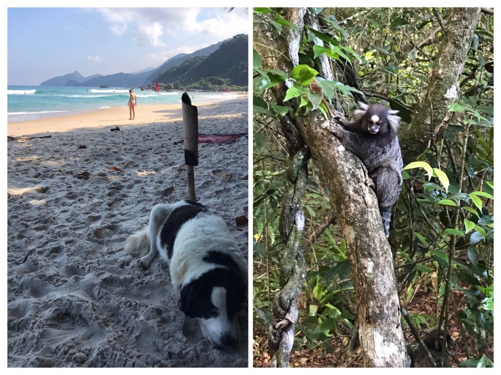 A dog and a money on Ilha Grande