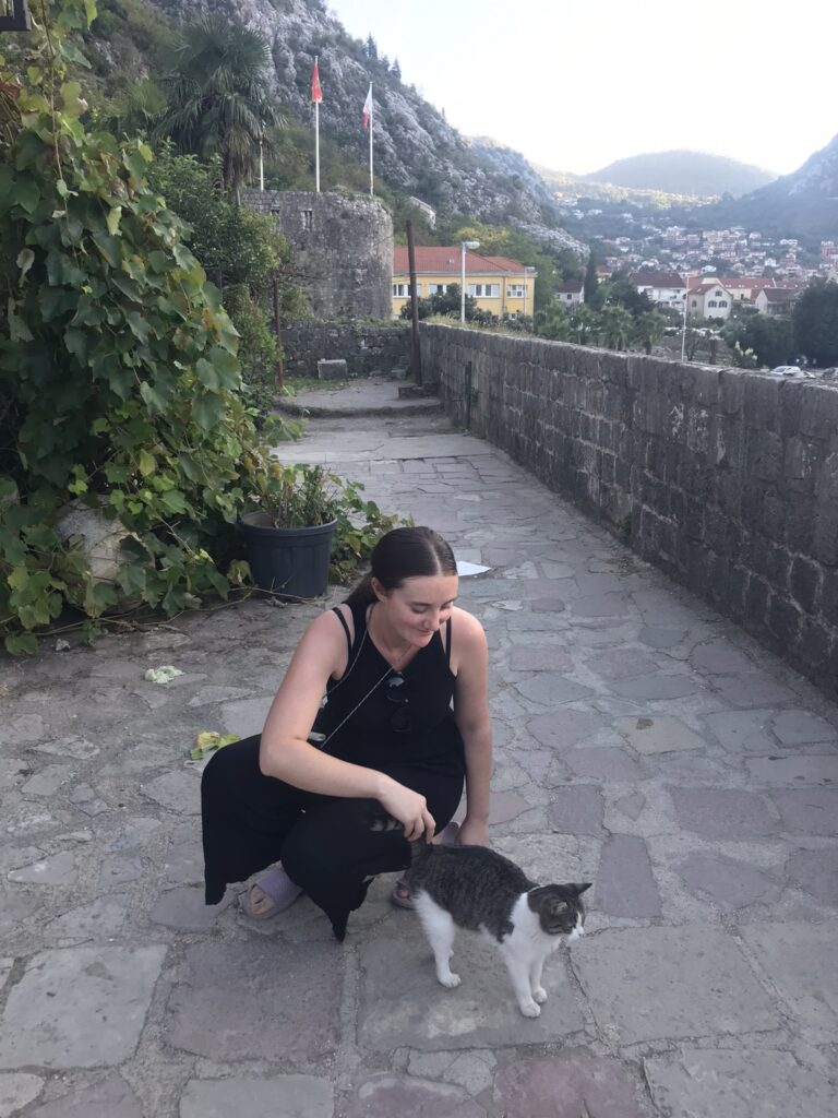 A cat in Kotor