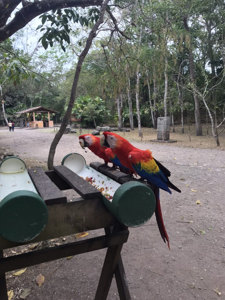 Scarlet macaws at Copan Ruinas