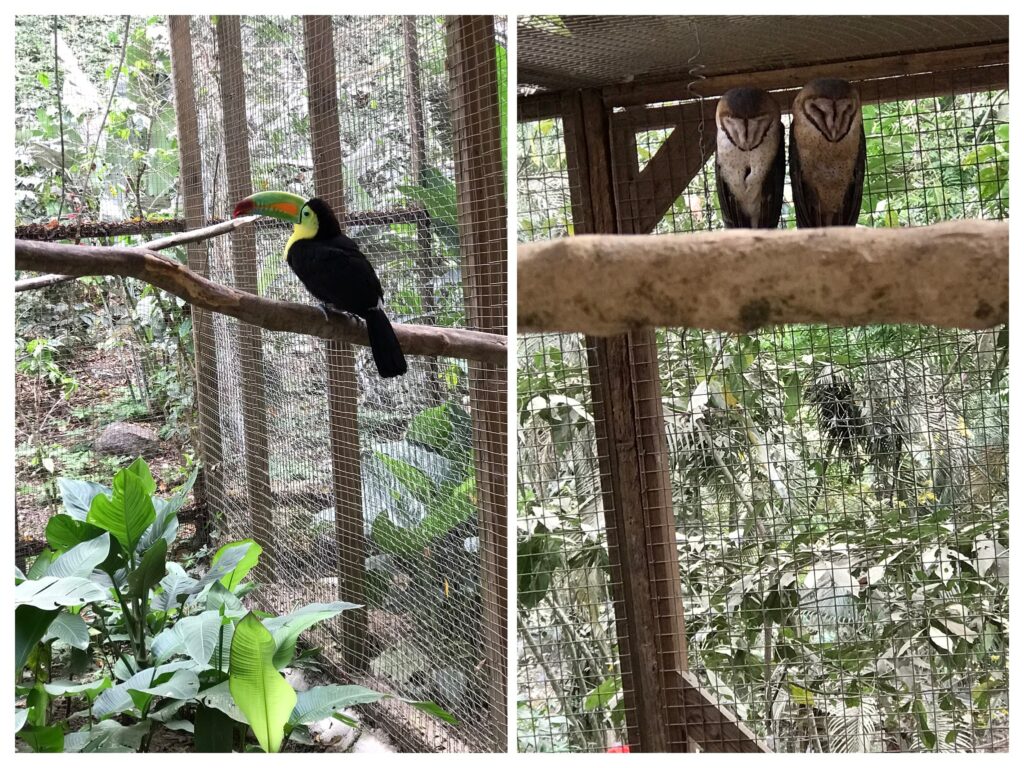 A toucan in Copan Ruinas