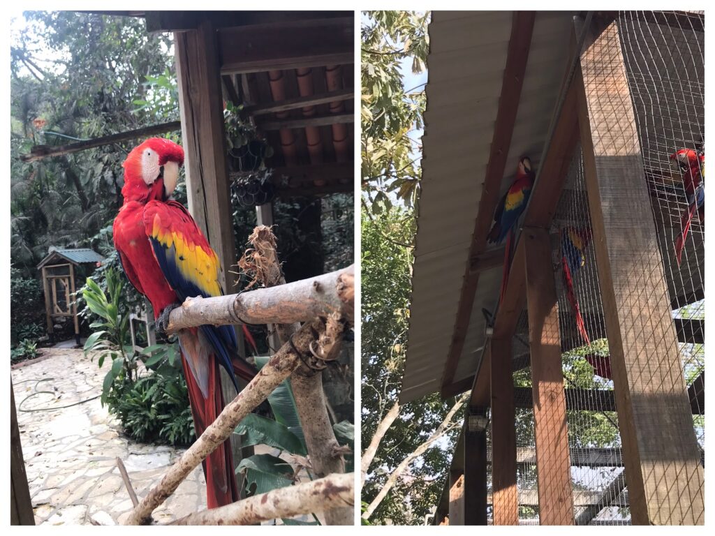 Macaws at the bird sanctuary in Copan ruinas