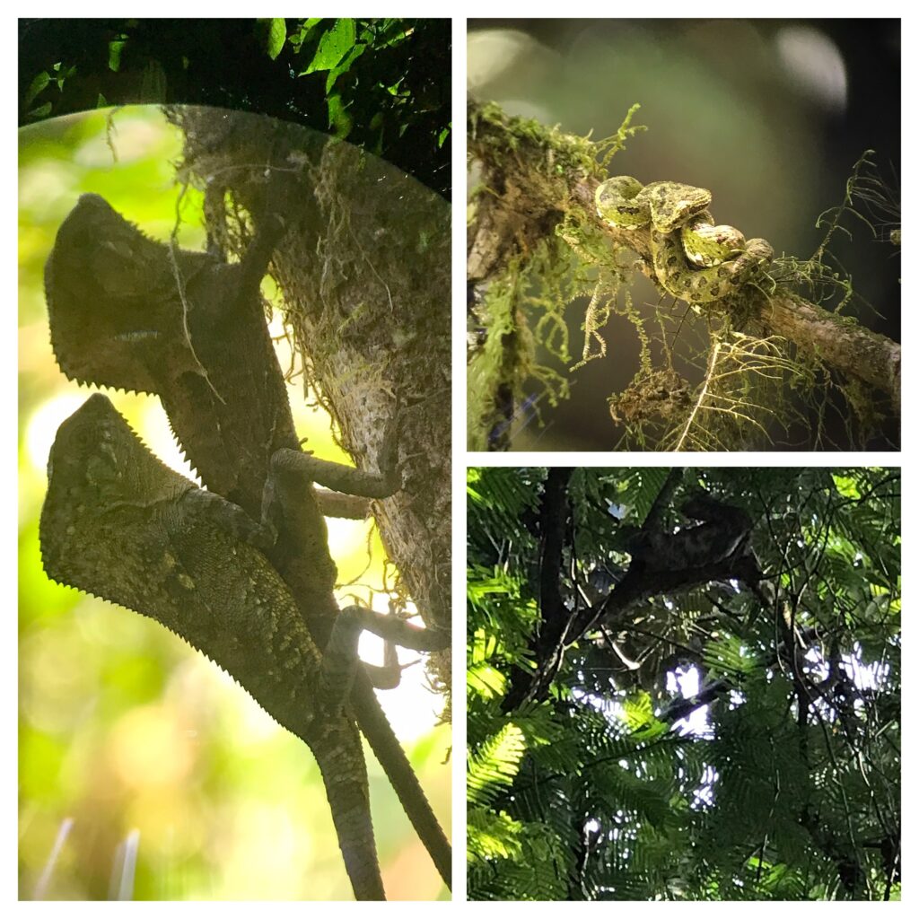 Wildlife in Costa Rica