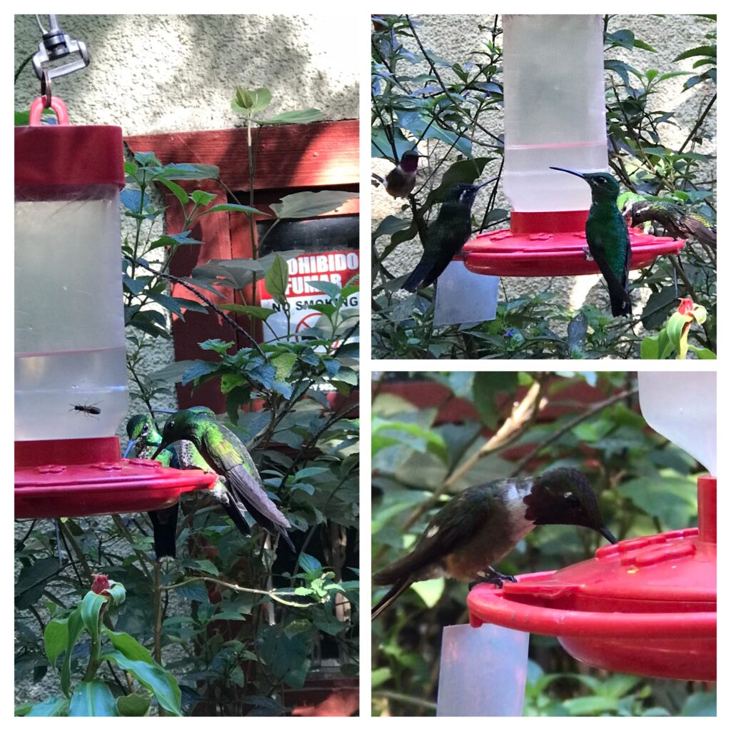 Hummingbirds in Costa Rica