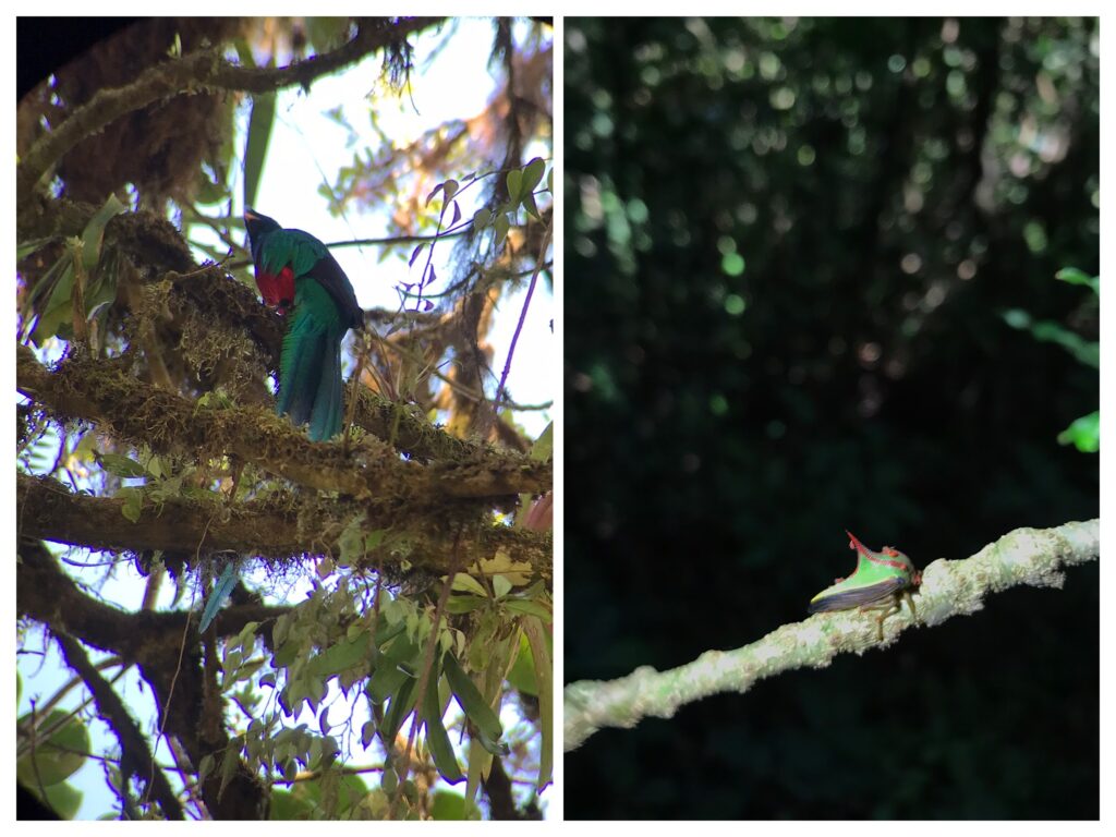 A quetzal and an insect in Costa Rica