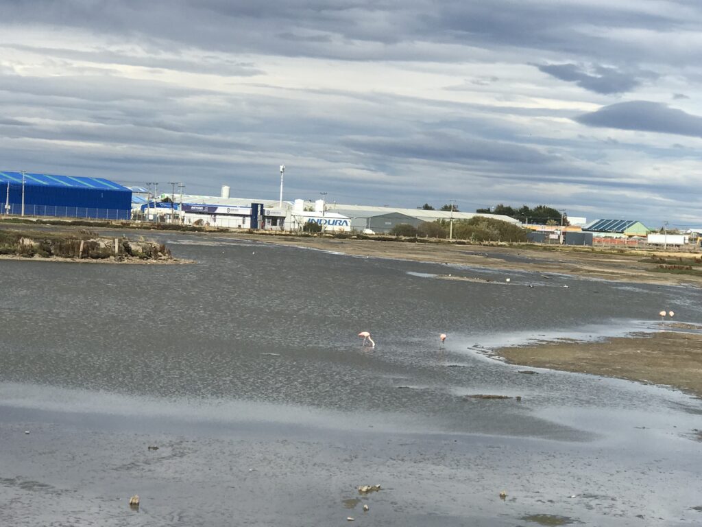 Flamingos in Punta Arenas