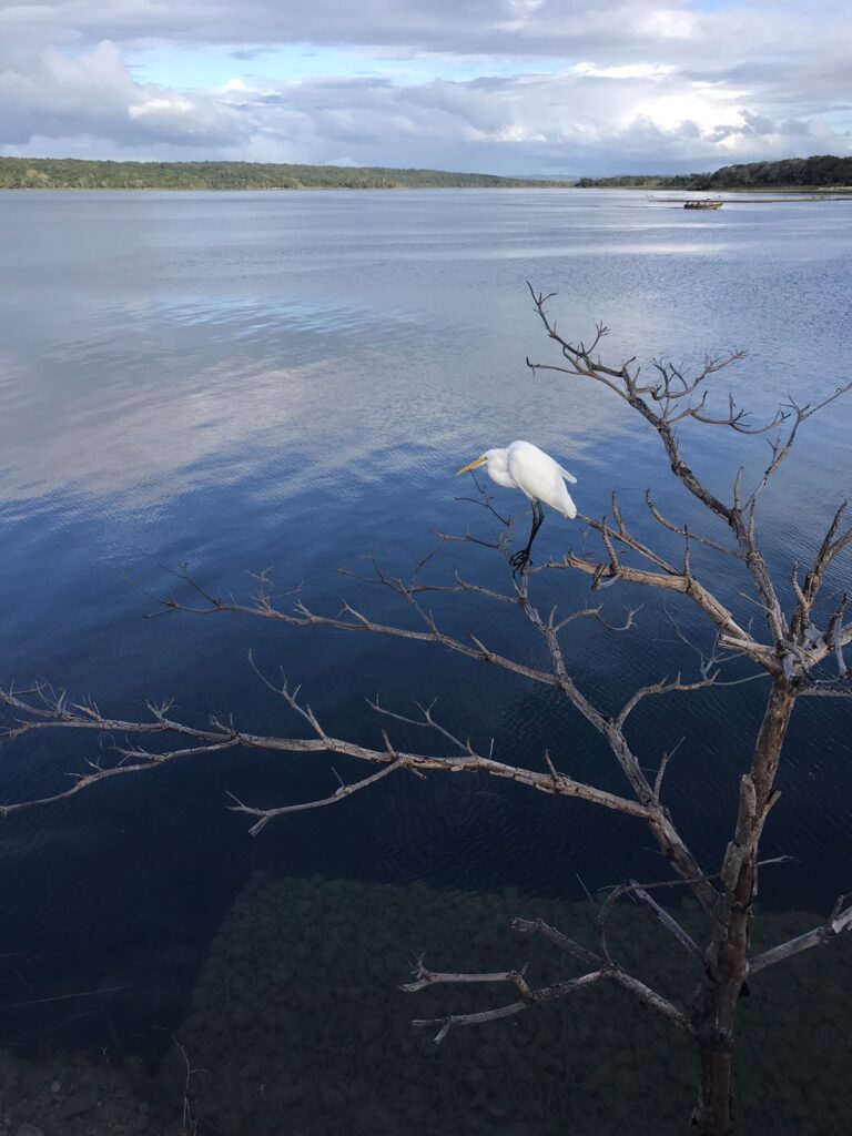 A bird on Lake Peten Itza in Guatemala