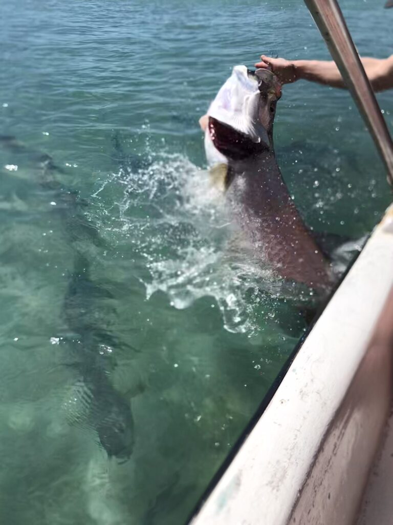 A jumping tarpon near Caye Caulker