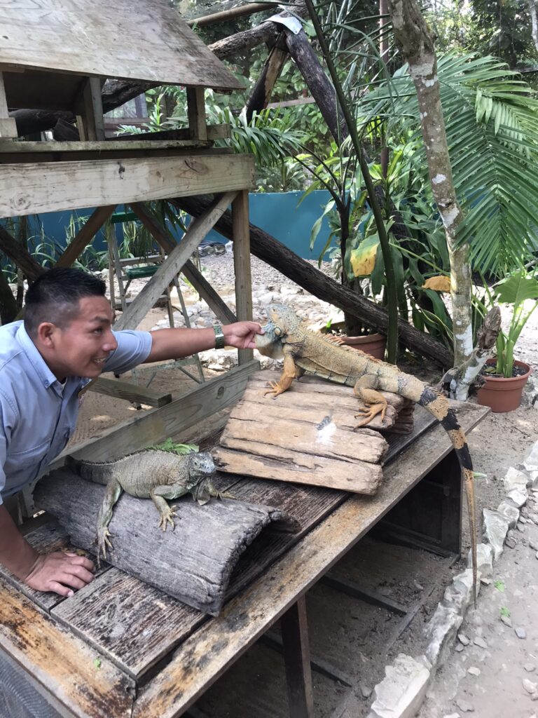 The Green Iguana Conservation Centre in San Ignacio