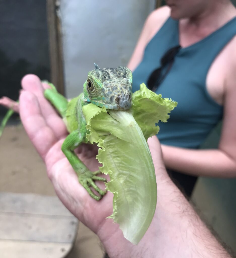 An iguana in San Ignacio, Belize