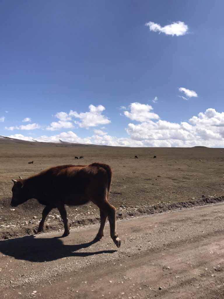 A cow near Song Kul, Kyrgyzstan