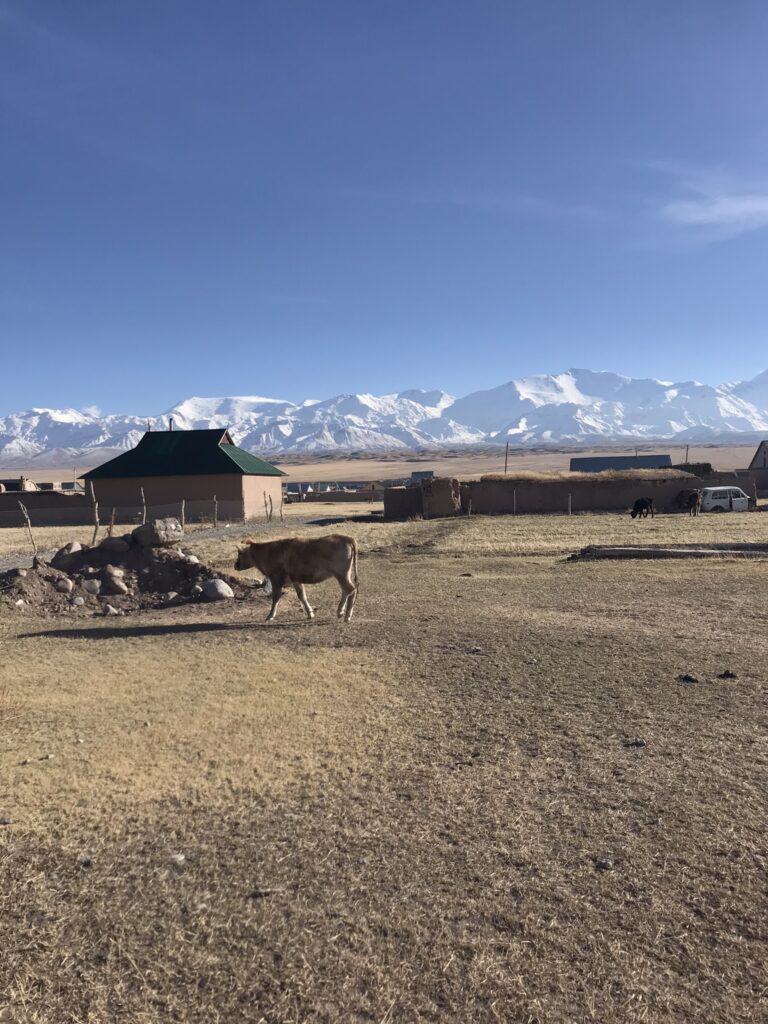 A cow in Sary Mogul