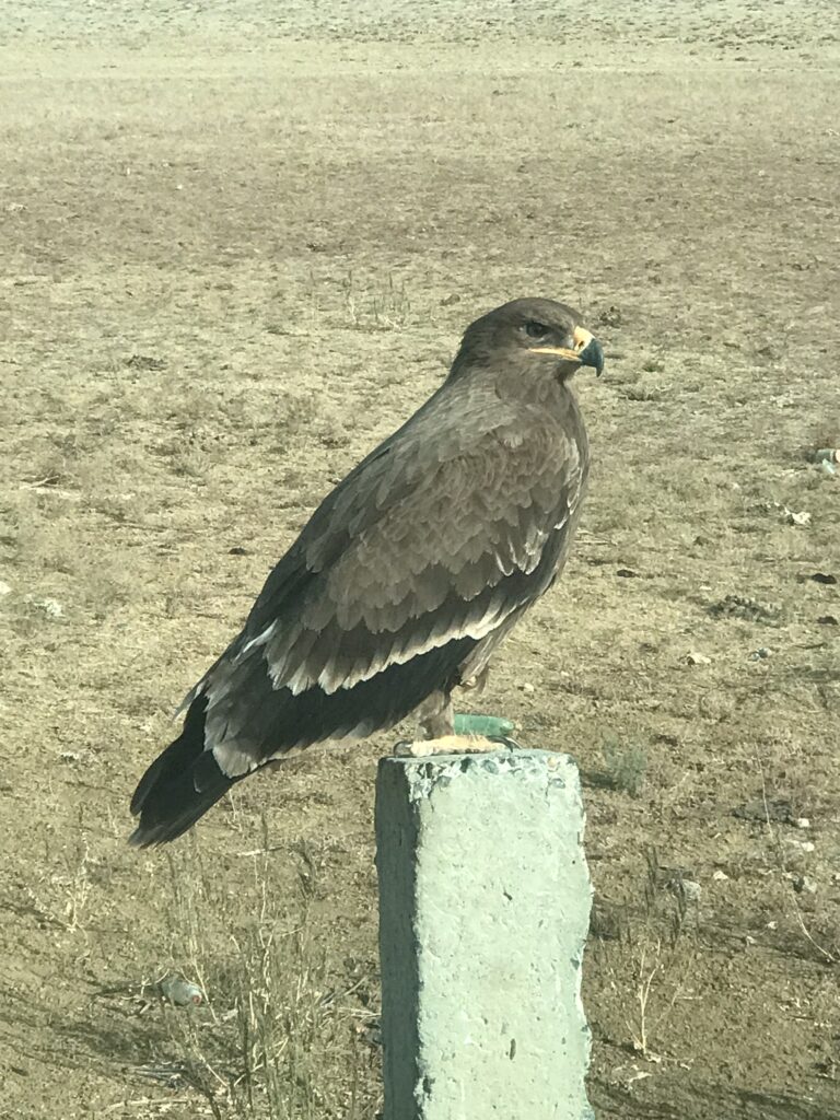 An eagle in central Kazakhstan