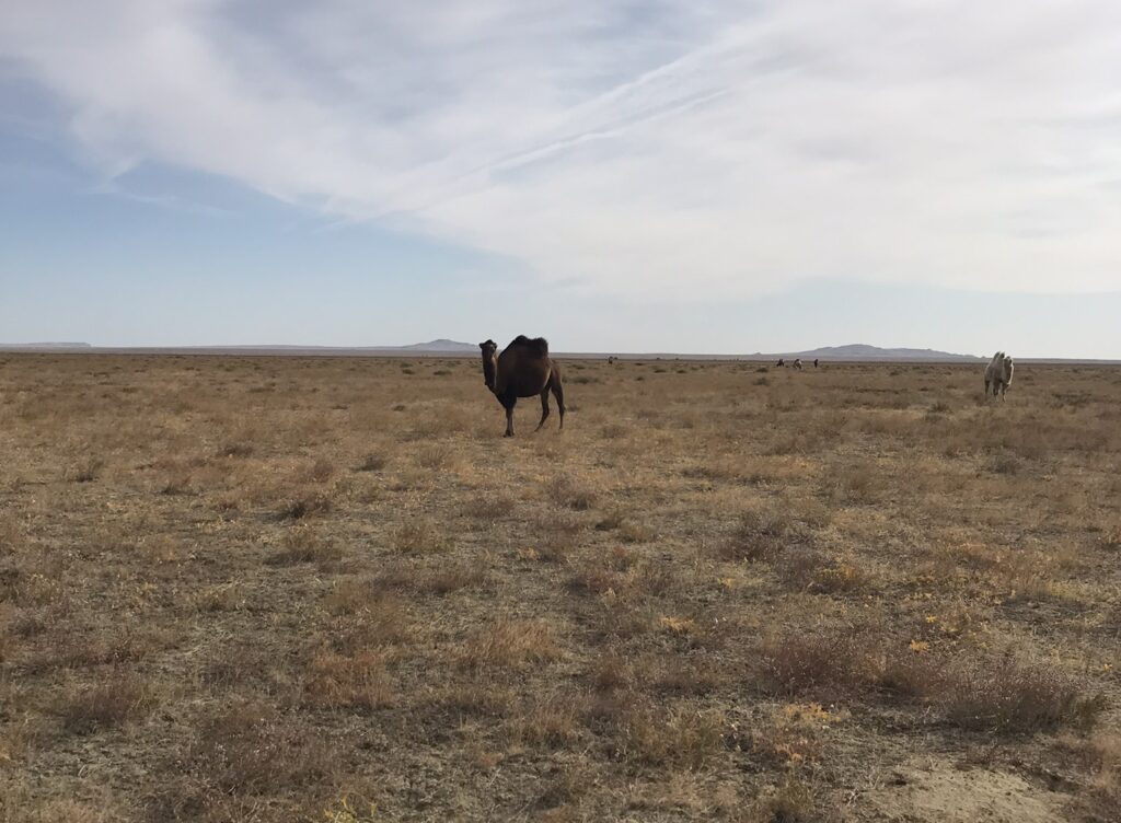 Camels in Kazakhstan