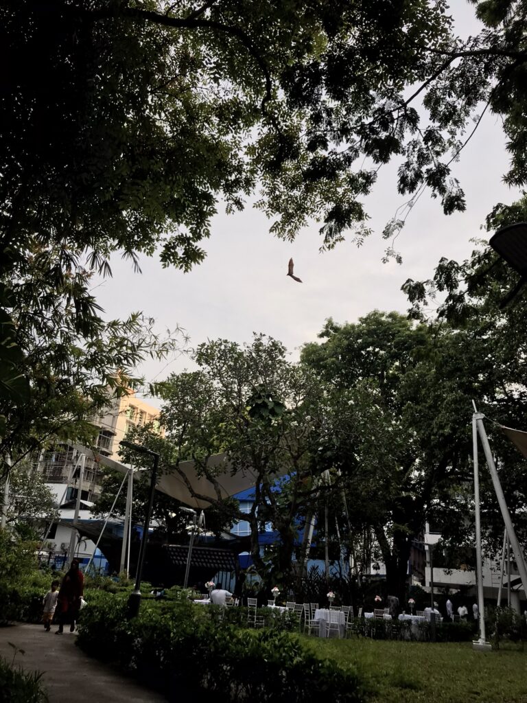 A bat in the park in the Maldives