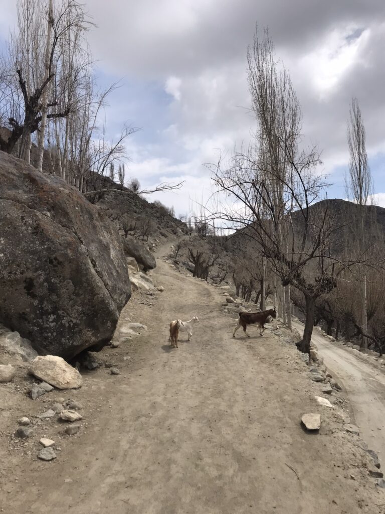 Goats at Chunda Valley in Gilgit-Baltistan