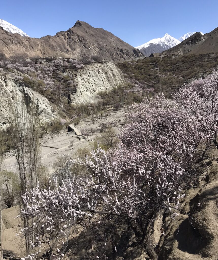 Blossoms in Hoper Valely in Pakistan
