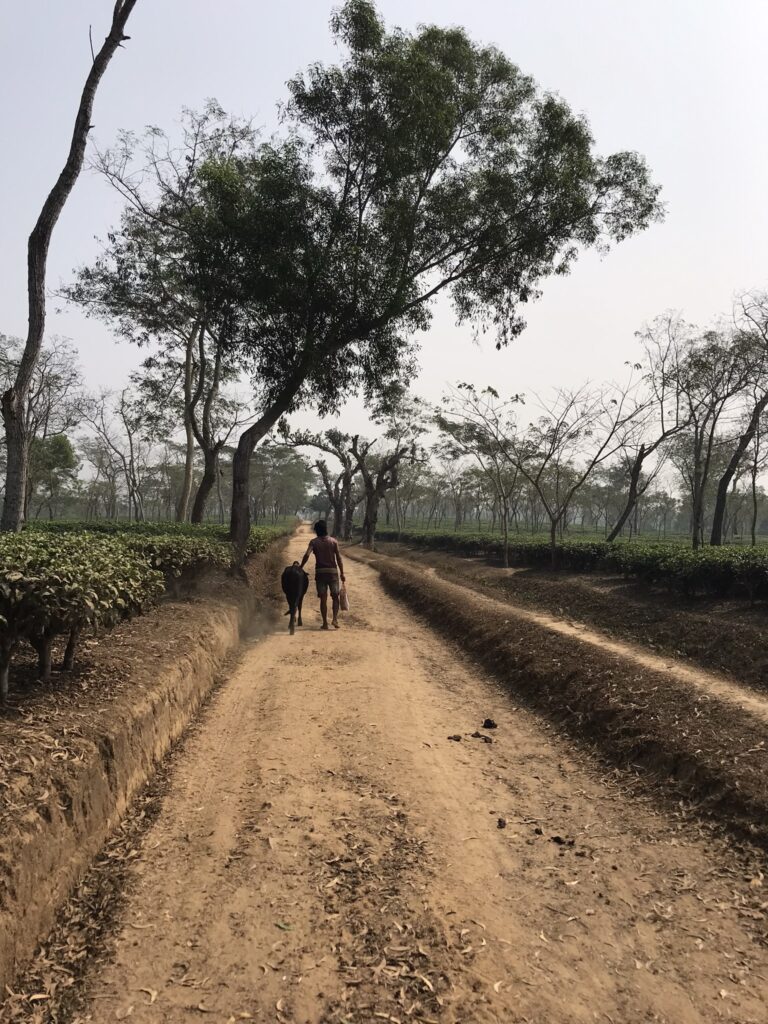 Finlay Tea Estate in Sreemangal
