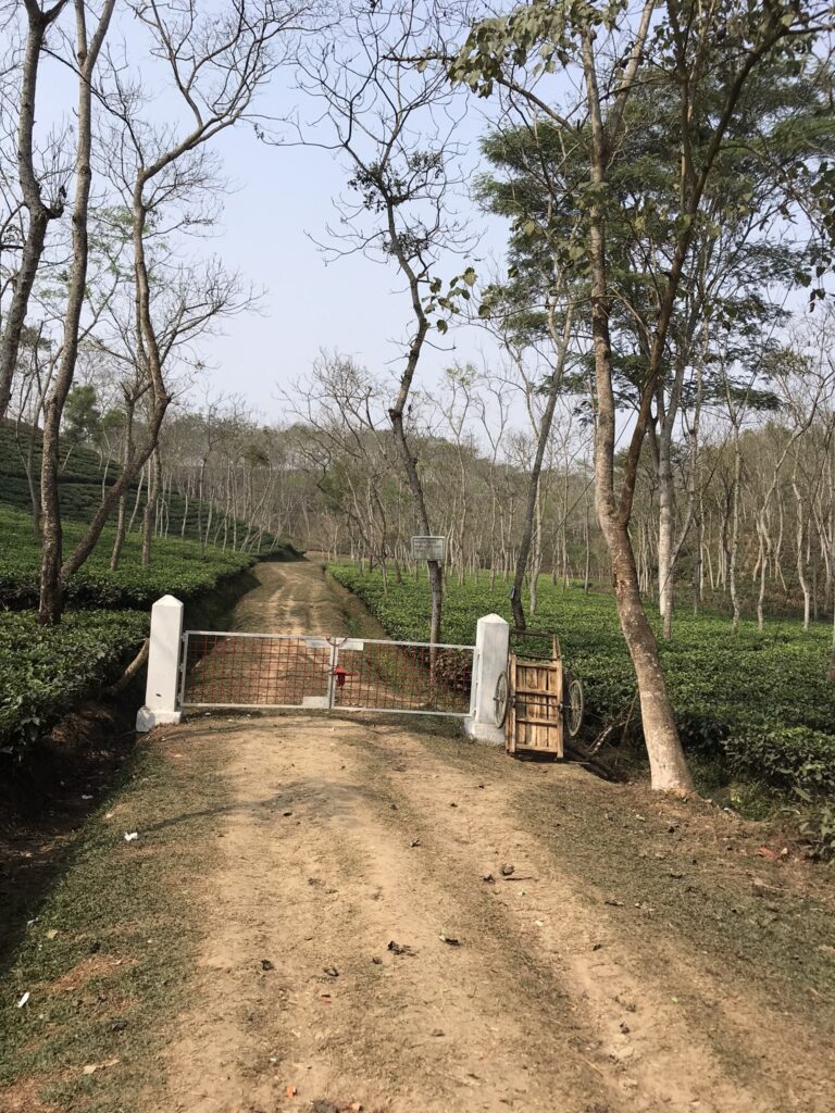 A tea plantation in Sreemangal