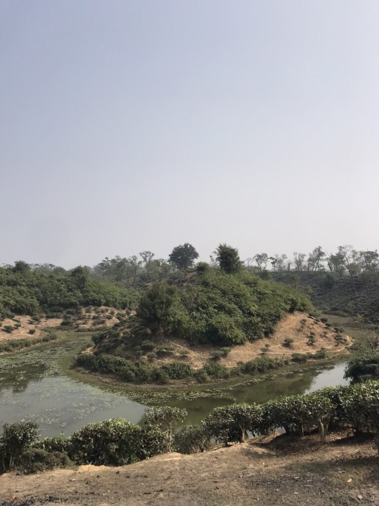 A tea estate in Bangladesh