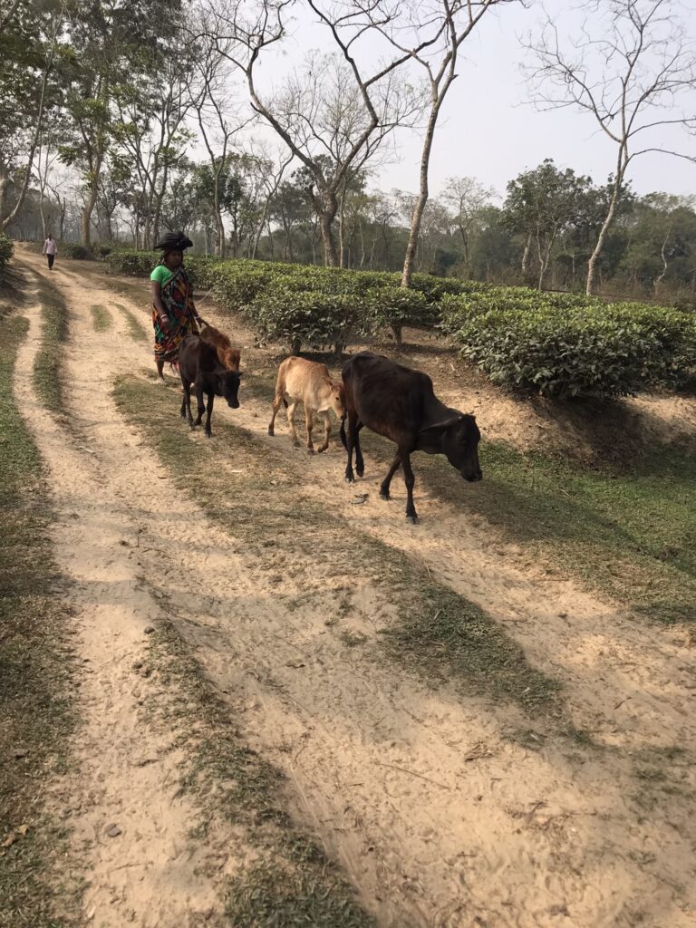Cows in the Finlay Tea Estate in Sreemangal