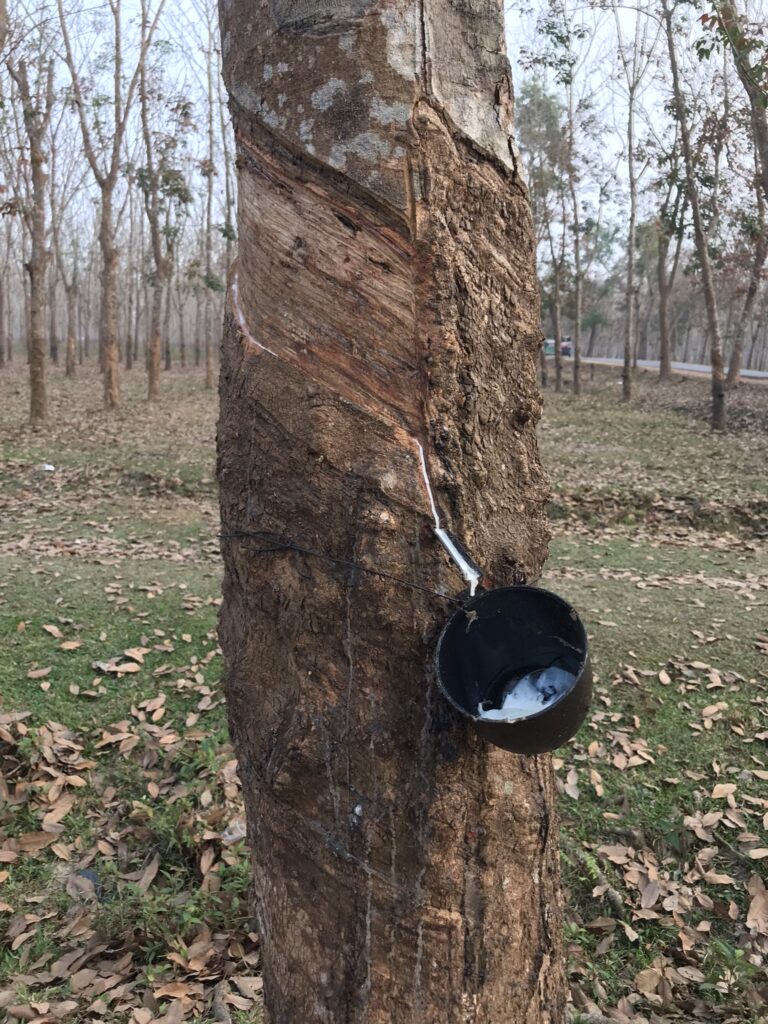 A rubber tree in Sreemangal