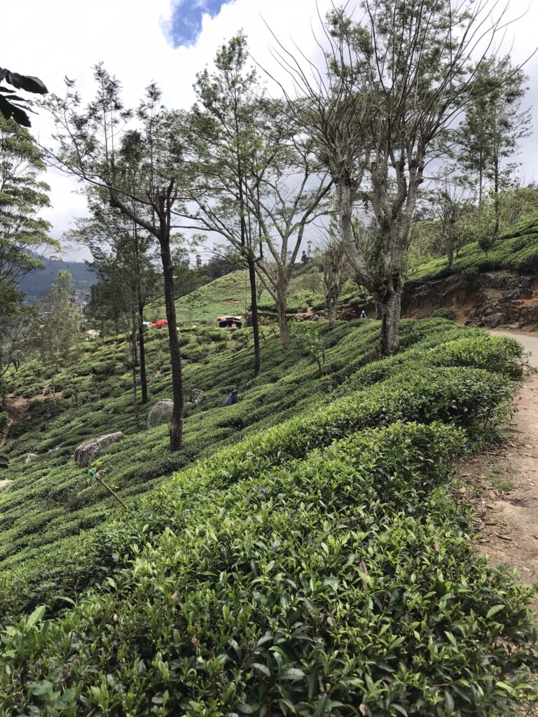 Tea plantations near Haputale