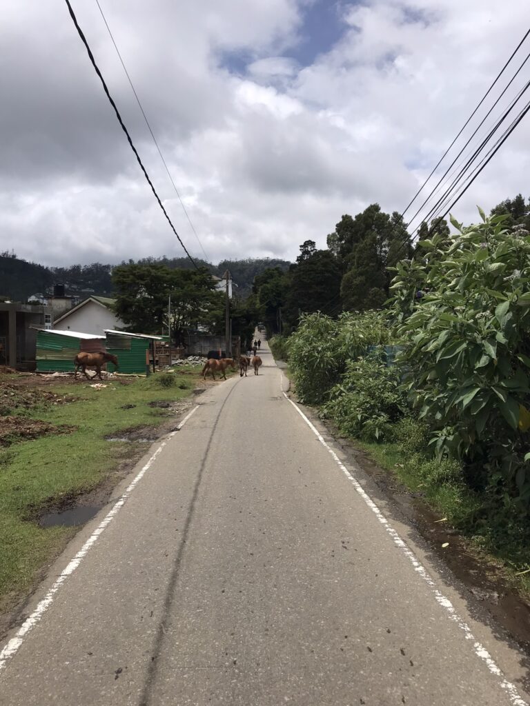 Horses in Nuwara Eliya