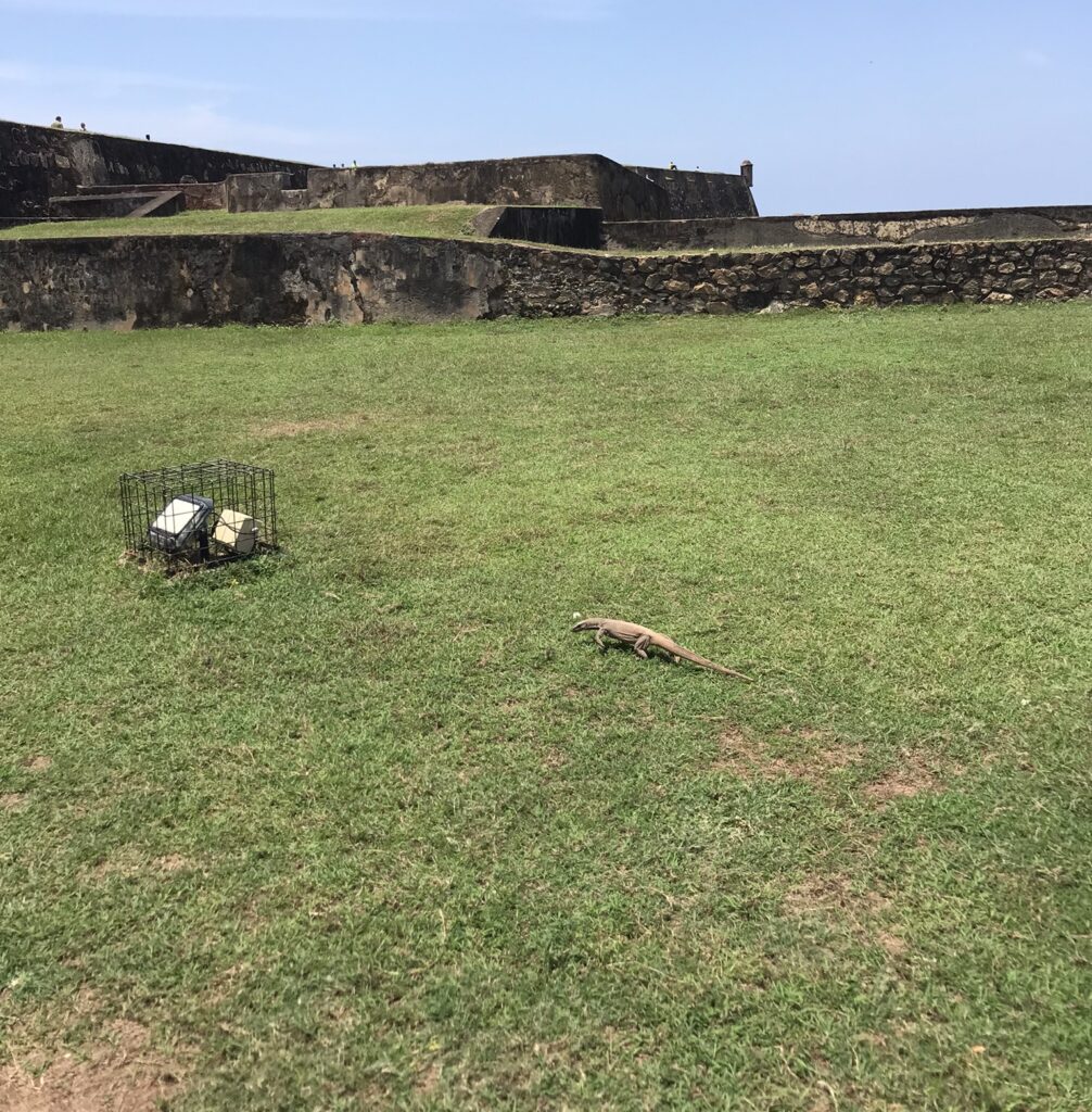 A monitor lizard in Galle