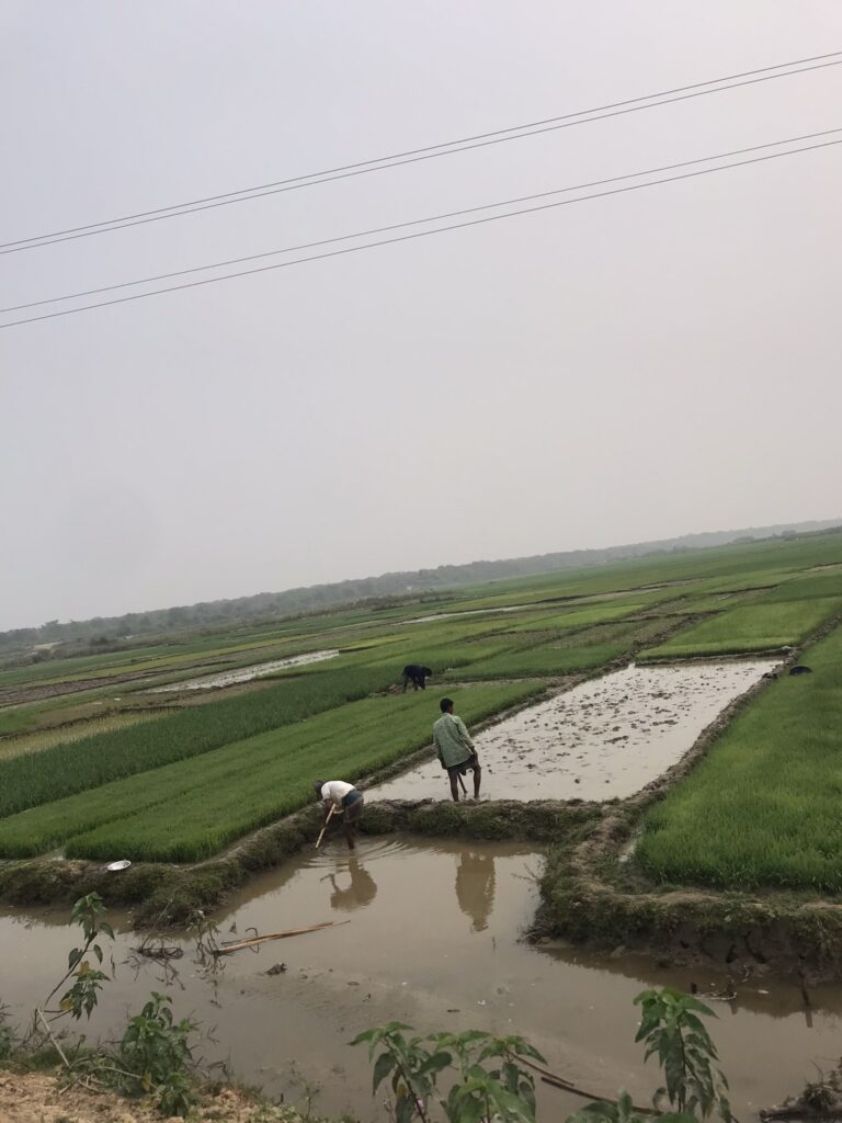 A paddy field in Bangladesh