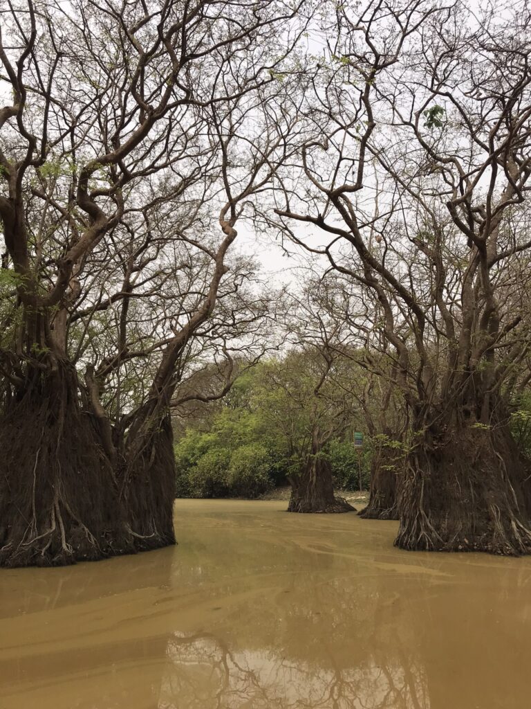 Bangladesh travel at Ratargul Swamp Forest