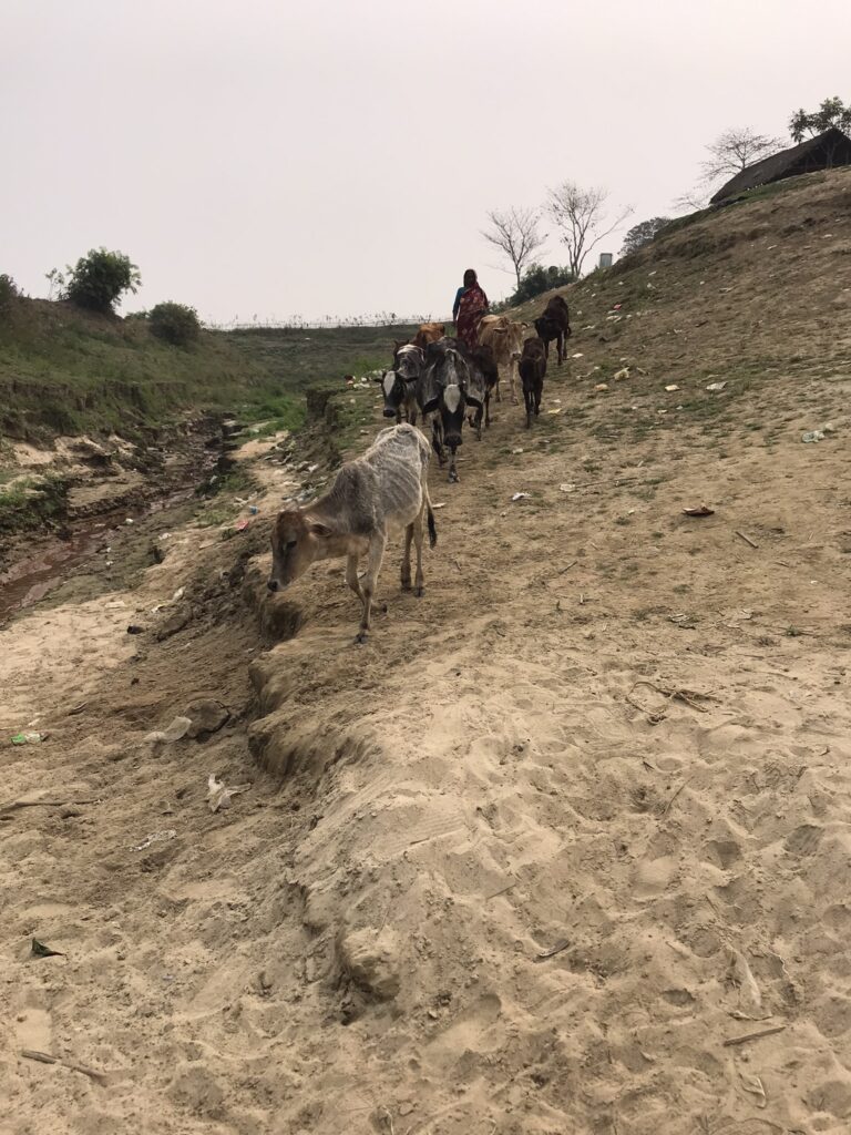 A cow herder in Sylhet
