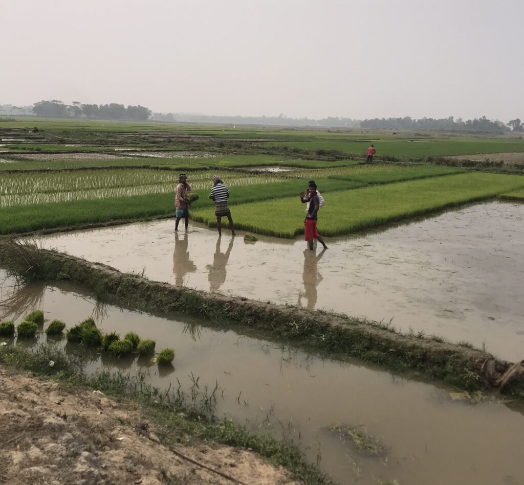 Rice paddy workers in Bangladesh