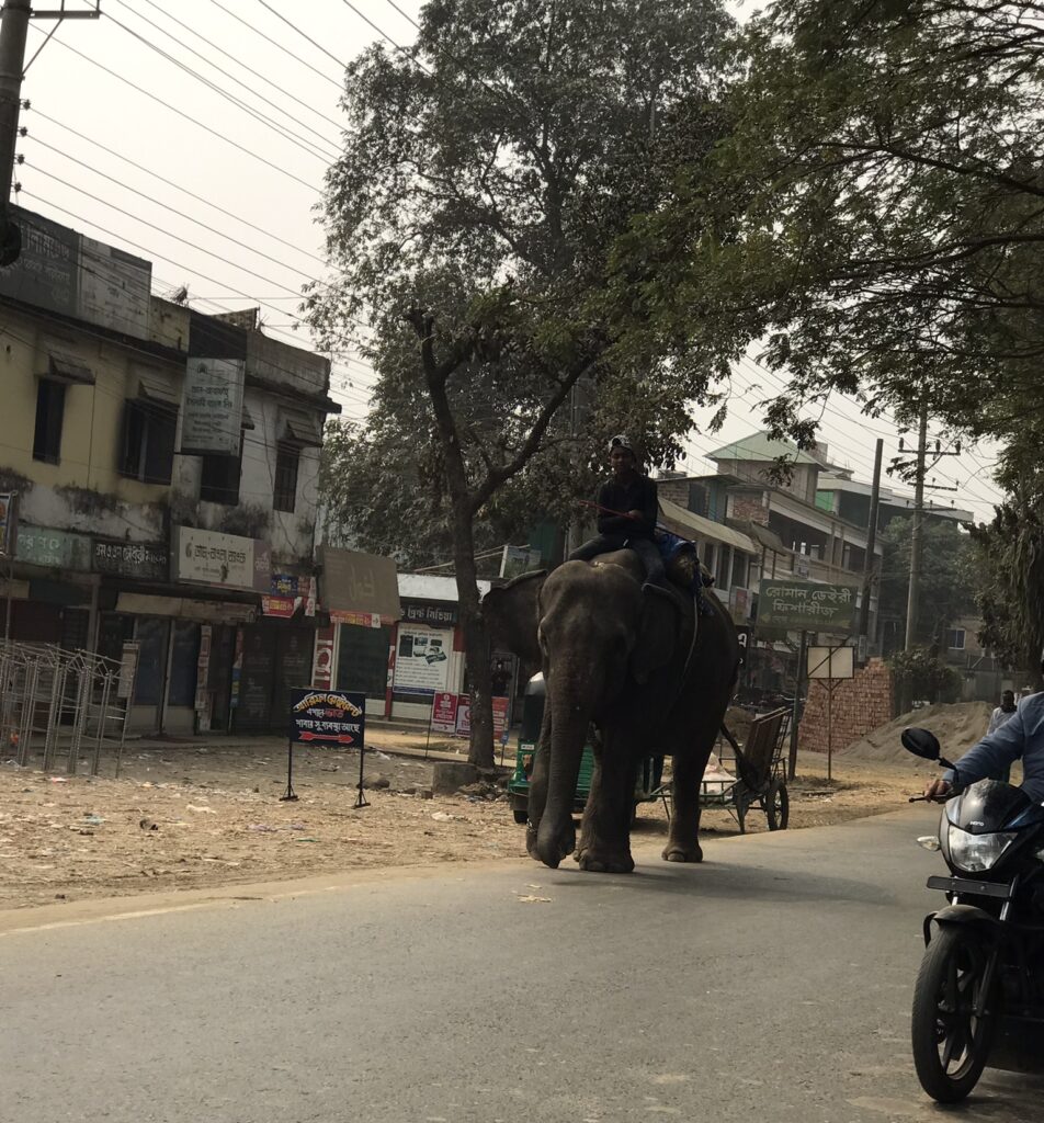 An elephant in Bangladesh