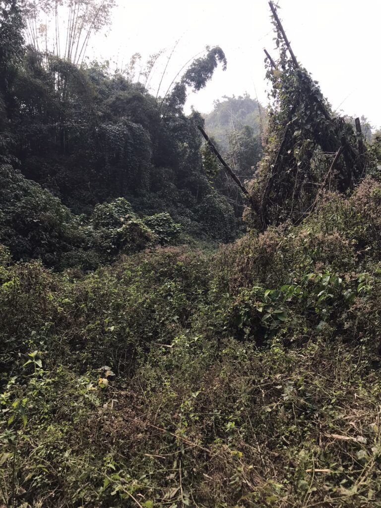 Khadimnagar National Park in Bangladesh