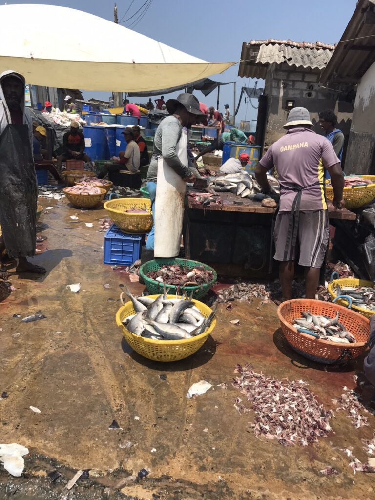Fish processing in Negombo